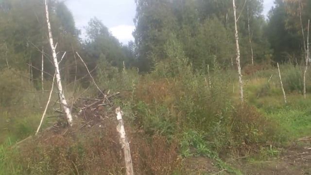 Устройство бобриной хатки смотреть онлайн