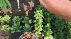 Персик Золотая Москва в Воронеже. 18.08.2019. 4К