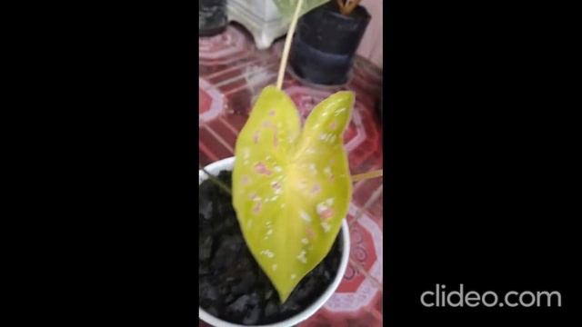 KELADI JALANAN JADI SULTAN смотреть онлайн