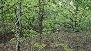 Яркий гон по Лисе стаи гончих с сильными голосами 20230503