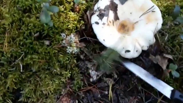 Опять по грибы смотреть онлайн