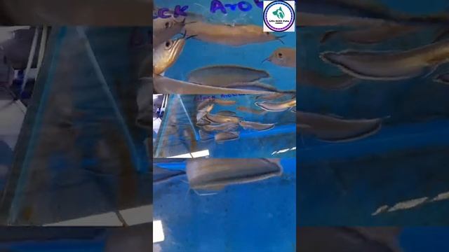 Black Arowana | Water World Aquarium SL | Life With Pets Sri Lanka смотреть онлайн