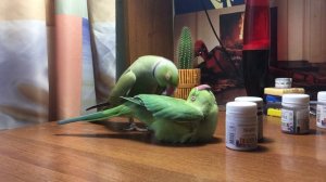 Спаривание ожереловых попугаев