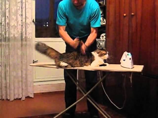 Russian Spa For Cats смотреть онлайн