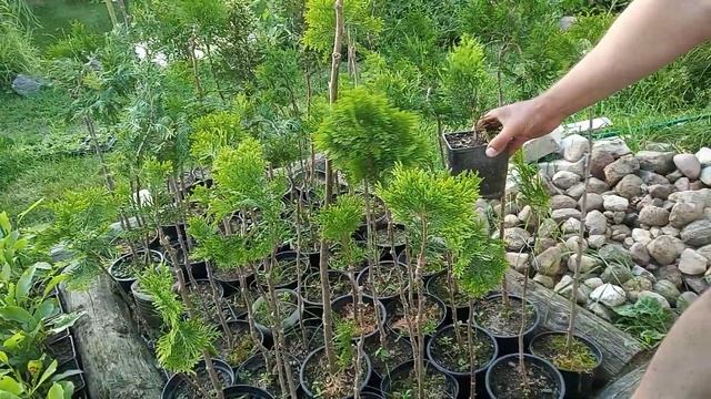 Прививка туи даники на штамб, влияние подвоя на скорость роста растения. смотреть онлайн