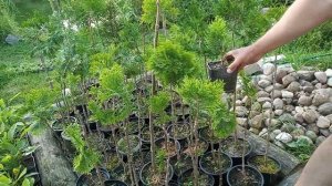 Прививка туи даники на штамб, влияние подвоя на скорость роста растения.