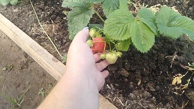 Сорт клубники Кимберли // Ягодная Усадьба смотреть онлайн