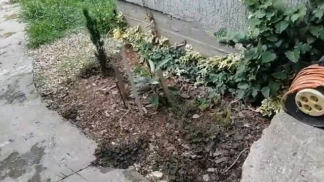 Экскурсия по моему саду. редкие растения смотреть онлайн