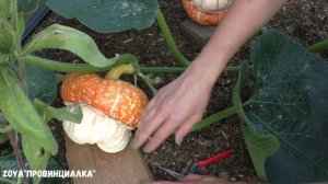 Декоративная тыква/ Урожай/ Выращивание-Отзыв/#pumpkin #village #деревня #тыква