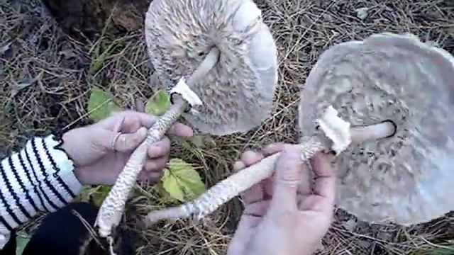 Самые вкусные грибы зонтики смотреть онлайн