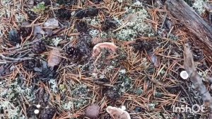 Гриб Мацутакэ! Рекордный сбор этих ценных  грибов !