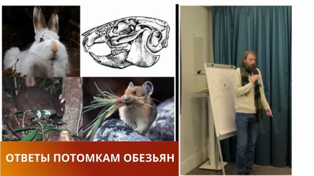 Дробышевский - Ёж не До человек // Новая лекция "Ответы потомкам обезьян" смотреть онлайн