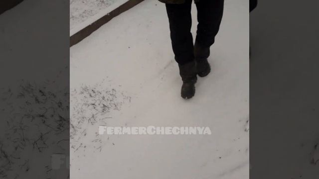 🦬КУПИ ПРОДАЙ .КОРОВЫ ДОЙНЫЕ.ЛПХ смотреть онлайн