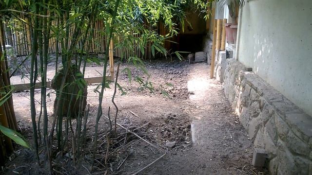 Visayan warty pig - Budapest Zoo and Botanical Garden смотреть онлайн