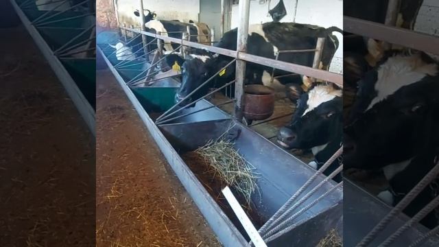 РАЗМЕРЫ САРАЯ,СЕНОВАЛА,КОРМУШЕК И Т.Д смотреть онлайн