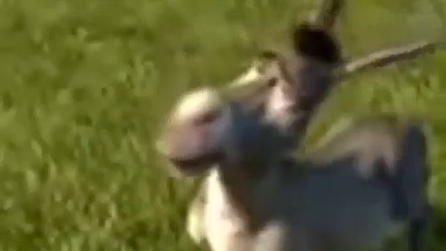 Дяденька дайте пожалуйста чупа чупс смотреть онлайн