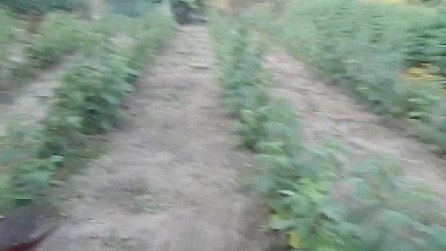 +чем подкормить ремонтантную малину || подкормка малины смотреть онлайн