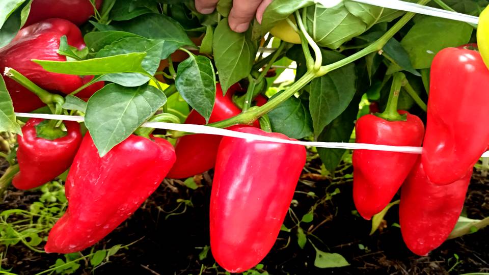 С ЭТИМ СОРТОМ СЛАДКОГО ПЕРЦА В ЛЮБУЮ ПОГОДУ БУДЕТЕ С УРОЖАЕМ! ВКУСНЫЙ СОРТ ПЕРЦА КОТОРЫЙ НЕ РАЗОЧАРУ смотреть онлайн