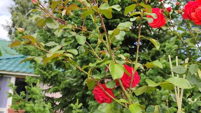 Красавица плетистая роза Салита. смотреть онлайн