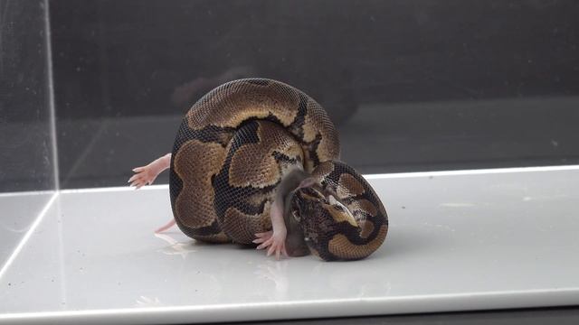 Python Has Rat - Warning Live Feeding смотреть онлайн