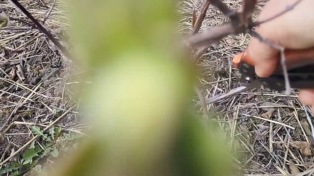 Обрезка жимолости. Как я это делаю. смотреть онлайн