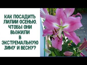 Как посадить лилии осенью, чтобы они выжили в экстремальную зиму и весну?