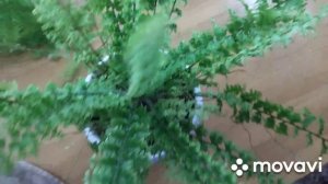 Обзор папоротников.