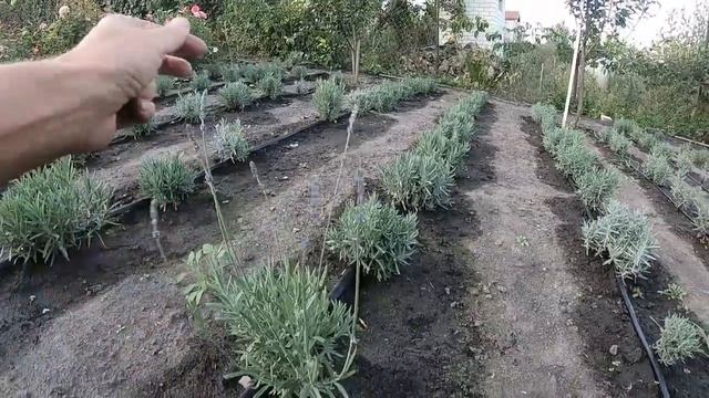 Лаванда саженцы на весну смотреть онлайн