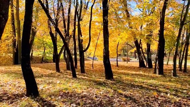 Золотая осень в Лошицком парке! Красивый Минск ?Рубрика "Душевные прогулки" #осень2022 смотреть онлайн