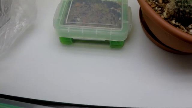 Всходы литопсов и росянки. смотреть онлайн