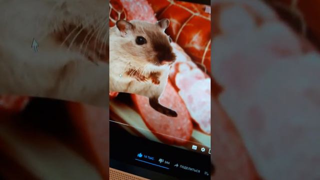мышка сосиска это колбасная мышь ? смотреть онлайн