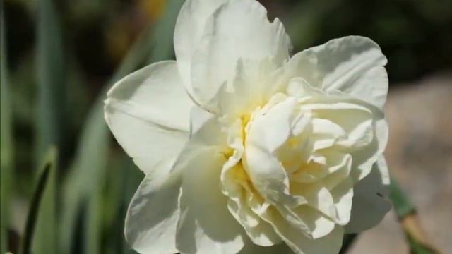 ЦВЕТЫ НА ДАЧЕ ВЕСНА ЛЕТО 2013 смотреть онлайн