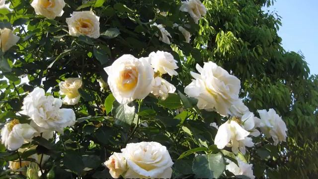 Роза Шнеевальцер (Schneewalzer) — характеристики и условия ухода смотреть онлайн