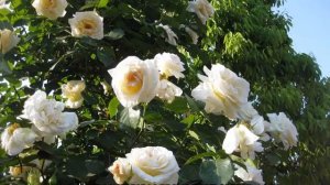 Роза Шнеевальцер (Schneewalzer) — характеристики и условия ухода