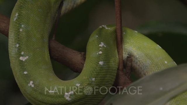 Close up of snake's coils, possibly Green tree python, as it climbs a citrus tree смотреть онлайн
