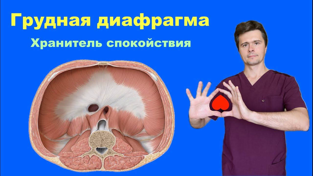 Грудная диафрагма. Хранитель вашего спокойствия