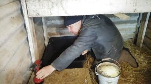 Зольная ванна для кур в зимнее время!)