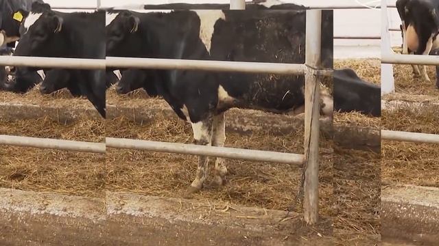 В БЕЛАРУСИ ОТВЯЖУТ ДОРОЖНЫЙ СБОР ОТ ТЕХОСМОТРА. Новые правила оплаты. смотреть онлайн