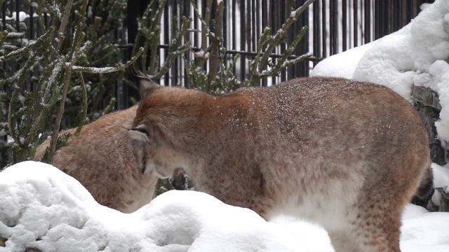 Рыси бодаются. 01.02.2022 смотреть онлайн