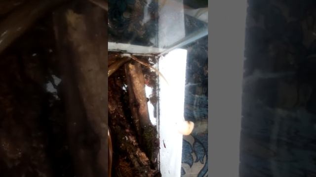 Безногая ящерица дома зимой смотреть онлайн