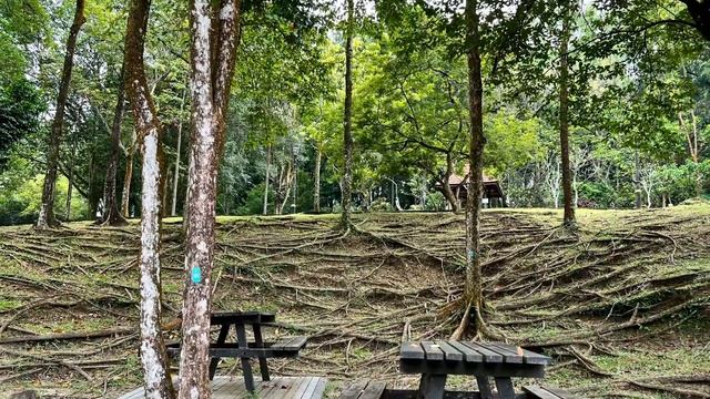 Perdana Botanical Garden Kuala Lumpur. Ботанический сад Куала Лумпур смотреть онлайн