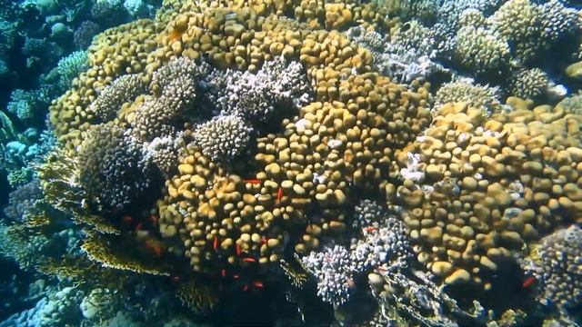 Обитатели домашнего рифа отеля Grand Makadi, Egypt смотреть онлайн