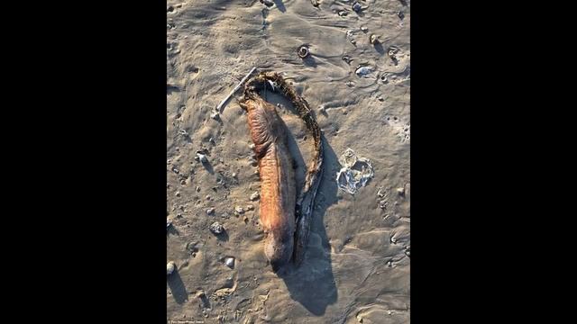 Ураган Харви вынес на техасский пляж загадочное существо с острыми зубами смотреть онлайн