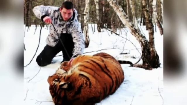 Тигр не мог избавиться от петли на шее - Он пришел к людям за помощью. смотреть онлайн