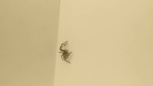 Sparassidae Cleaning смотреть онлайн