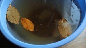 Пряный посол рыбы пелядь (сырок) в рассоле