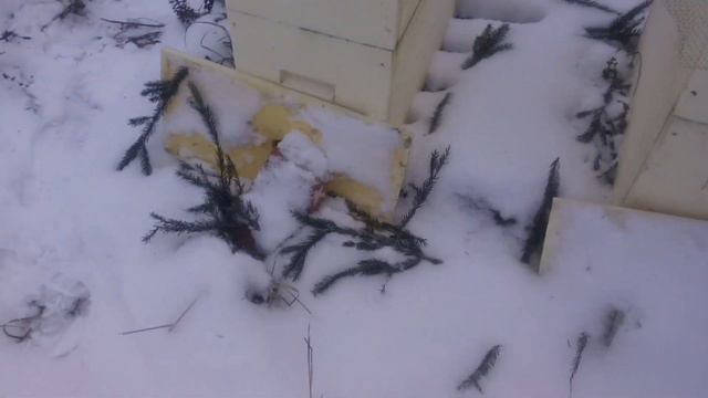 мыши на пасеке. что делать. смотреть онлайн