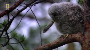 Дикая природа России 6 серия «Первозданные долины» (документальный сериал, 2009)