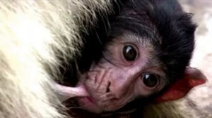 Детёныш макаки