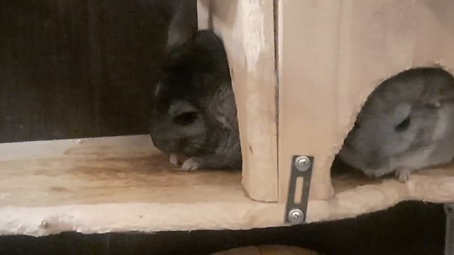 Челлендж с шиншиллами, шиншиллы выбирают еду челлендж! /рыжая шиншилла смотреть онлайн